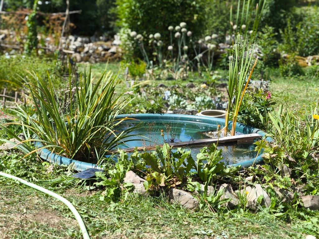 Les deux premières carpes&nbsp;Koï